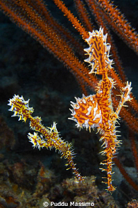 gangga island,nikon d2x 60mm macro by Puddu Massimo 